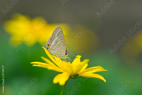 Butterfly on yellow daisy © cityanimal