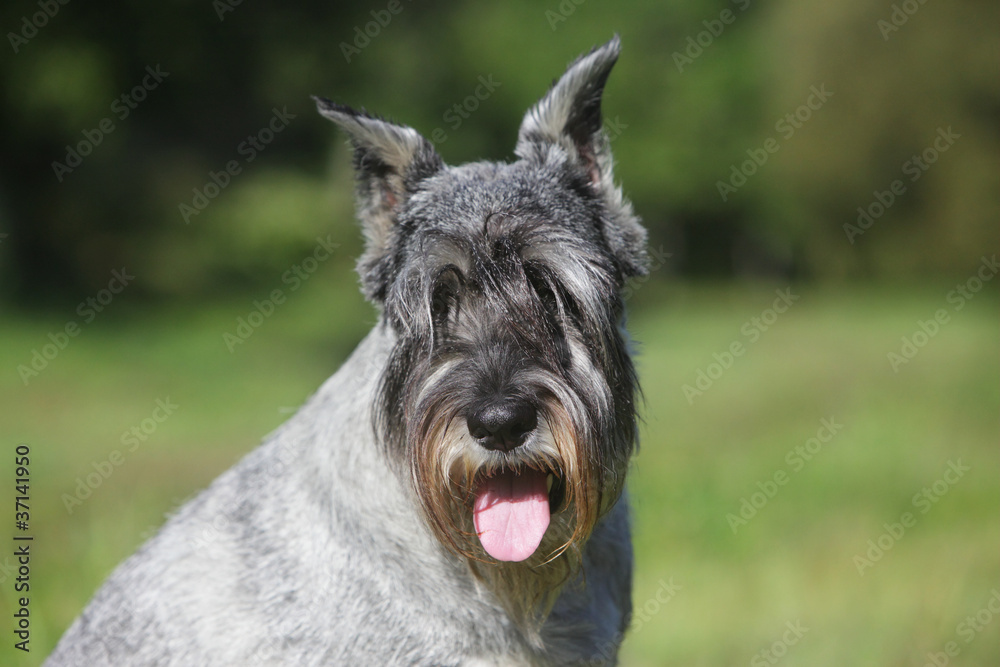 Close-up portrait of a Schnauzer dog