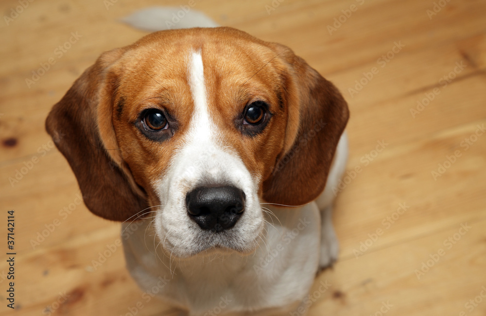 Beagle dog portrait Beagle dog portrait