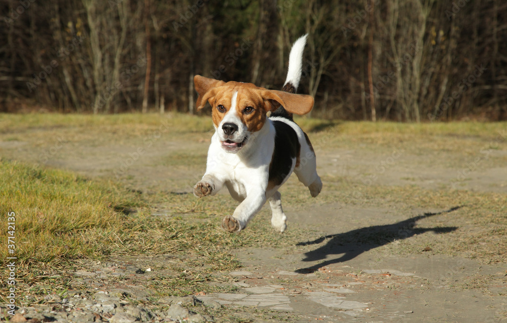 Beagle running in autumn park