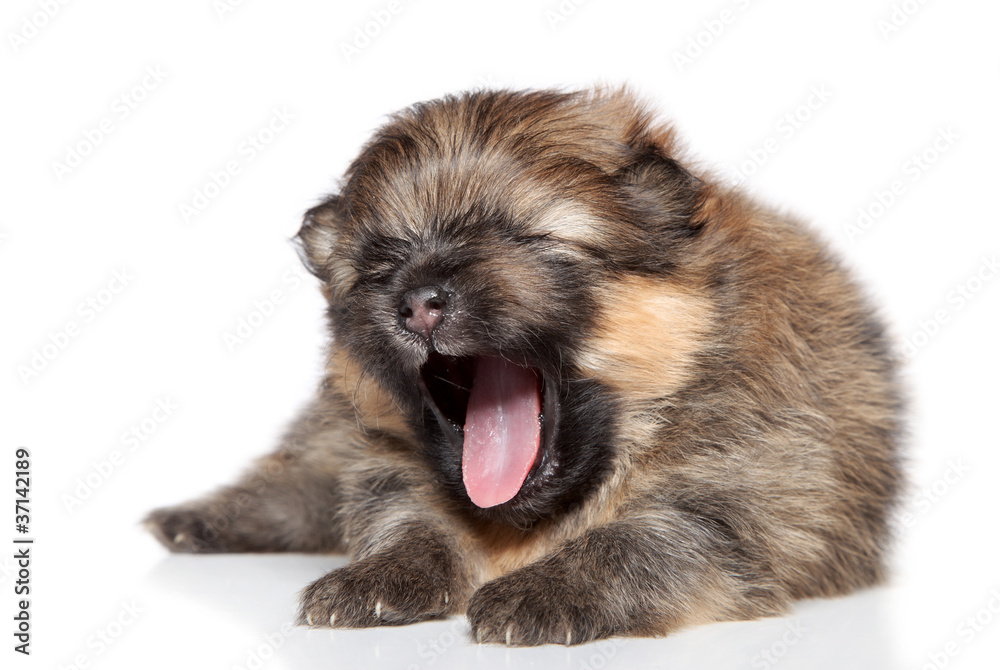 Spitz puppy (2 week) yawn on white background Spitz puppy (2 week) yawn on white background