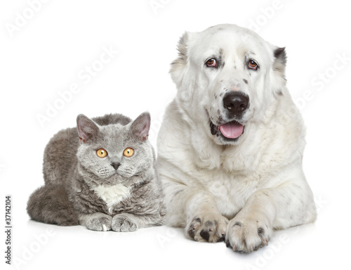 Central Asian Shepherd Dog and beautiful cat