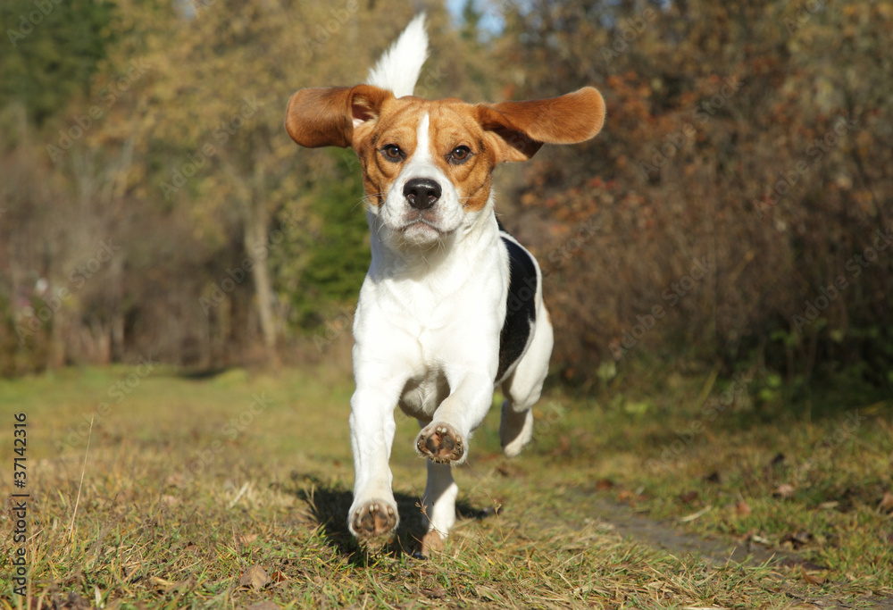 Beagle running in autumn park