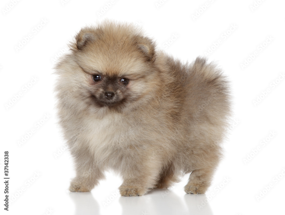Spitz puppy posing on white background
