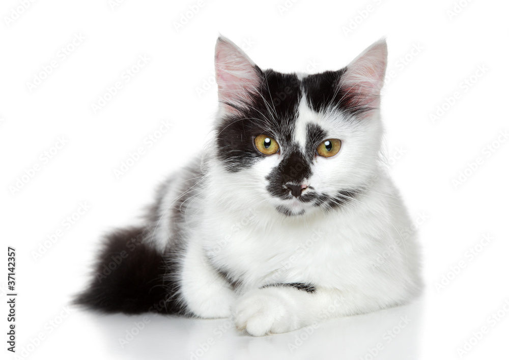 Fototapeta premium Mixed-breed spotted black and white cat