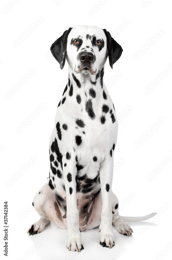 Dalmatian dog portrait