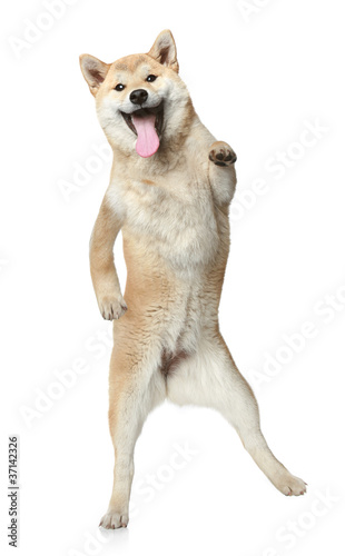 Valokuva Shiba Inu poses standing on hind legs