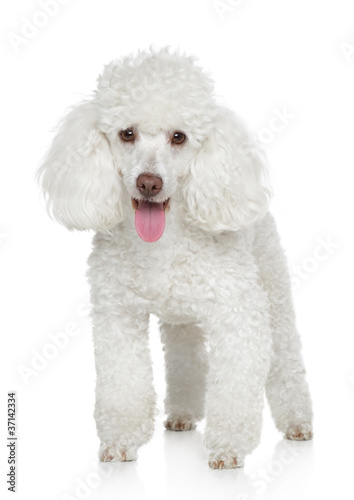 White Miniature poodle