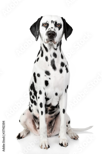 Dalmatian dog portrait photo