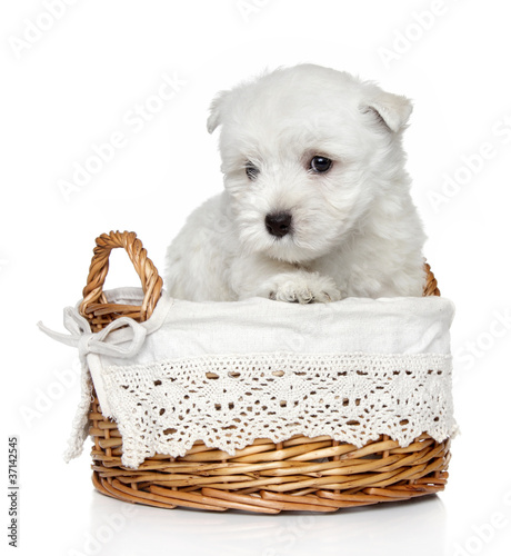 West Highland White Terrier puppy (1 month)