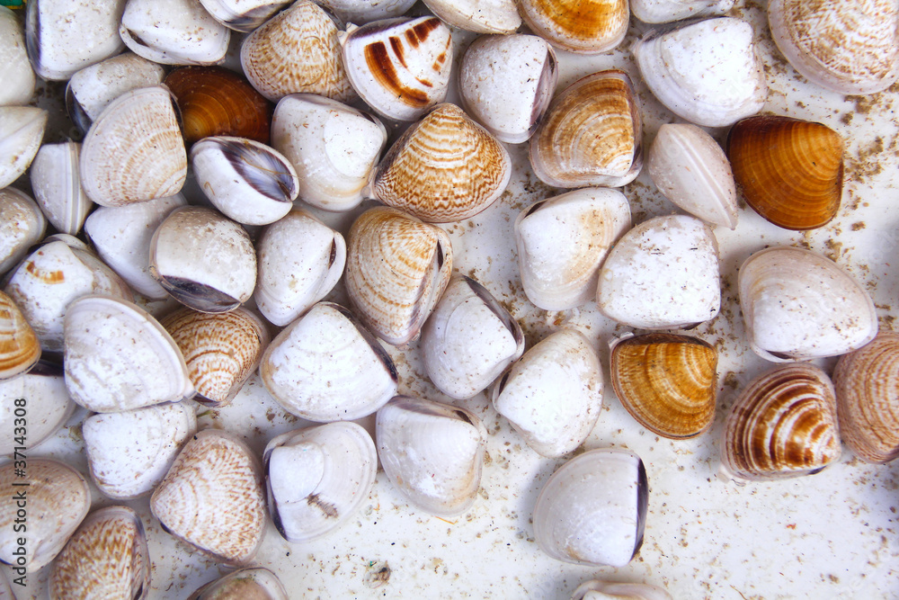 Limpets and Shells