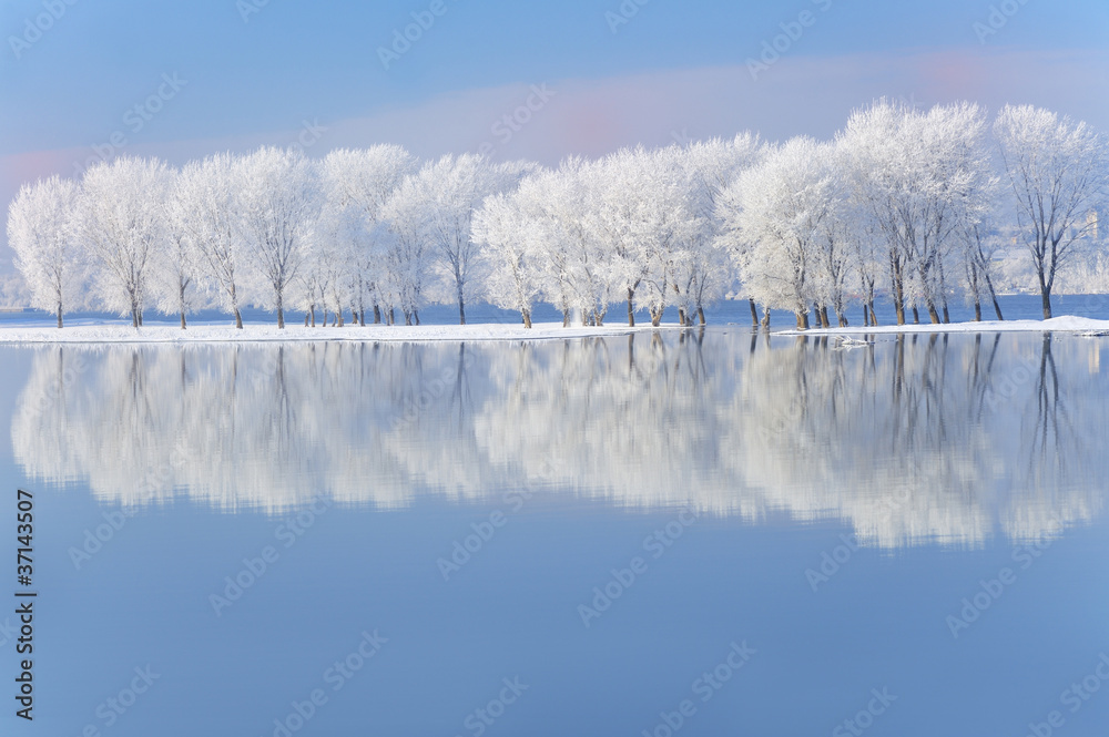 Naklejka premium winter trees covered with frost