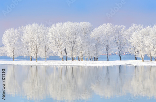 winter trees covered with frost © Laurentiu Iordache