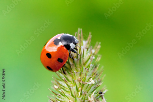 ladybug © BVpix