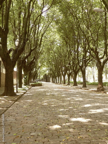 Classic street and the tunnel of trees photo