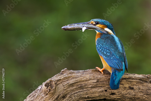 Kingfisher (Alcedo atthis)