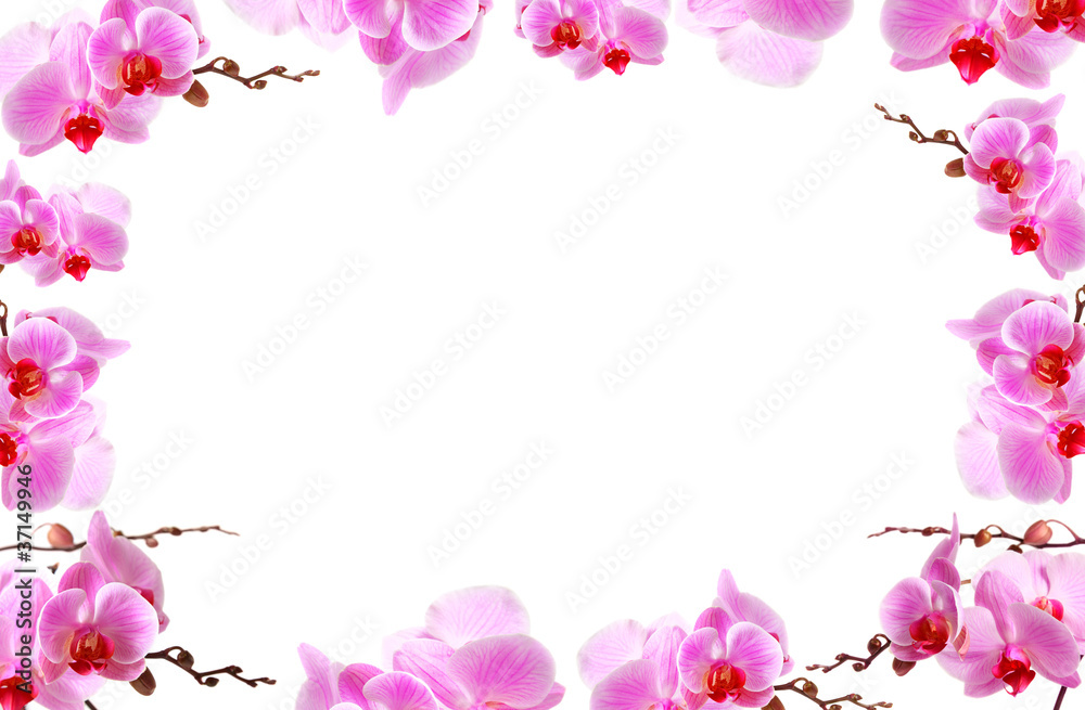Orchid flowers border with white copy space