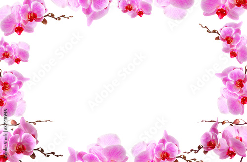Orchid flowers border with white copy space