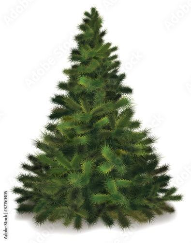 Vector Chritmas pine tree
