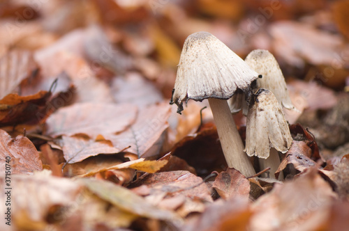 Coprinus comatus photo