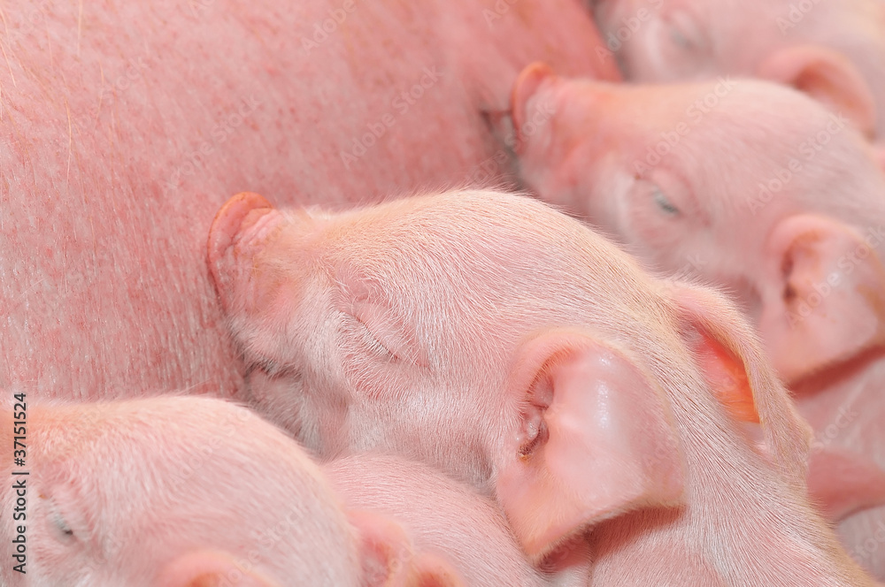 Baby Pigs Feeding with Mother Baby Pigs Feeding with Mother