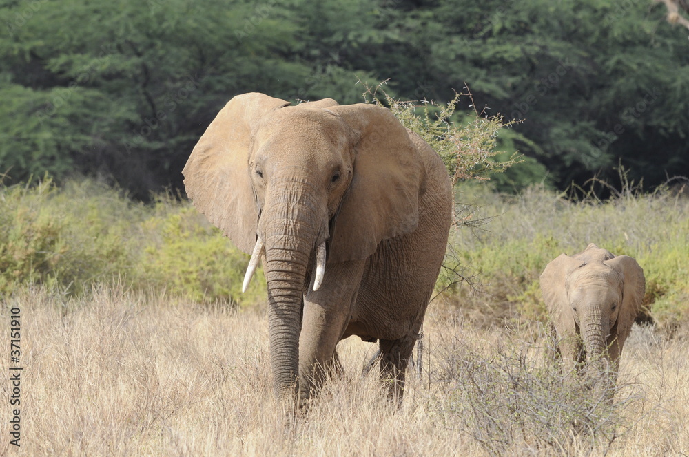 A mother elephant and her calf