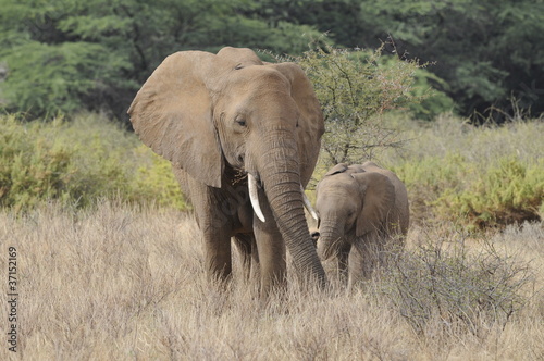 African bush elephant in Masai Mara  Kenya
