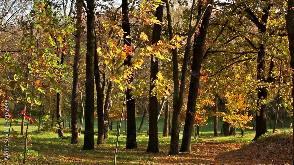 Autumn wood. The wind sways bright yellow foliage. A landscape Autumn wood. The wind sways bright yellow foliage. A landscape