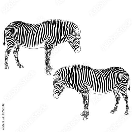 Two zebras. Vector illustration.