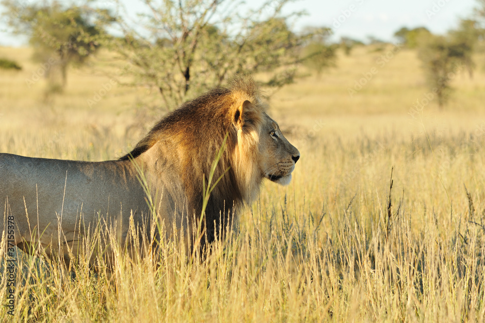 Lion du Kalahari