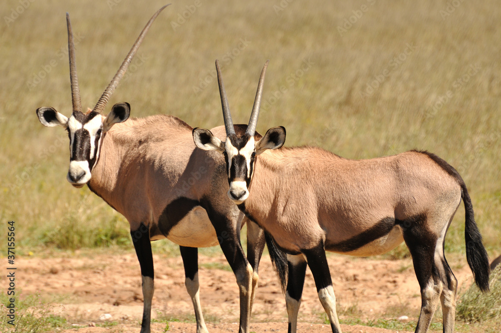 Oryx Oryx