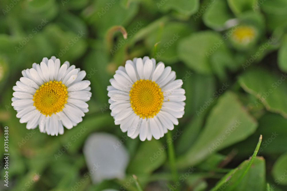 Gänseblümchen Gänseblümchen