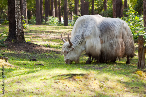 grunting ox against nature photo