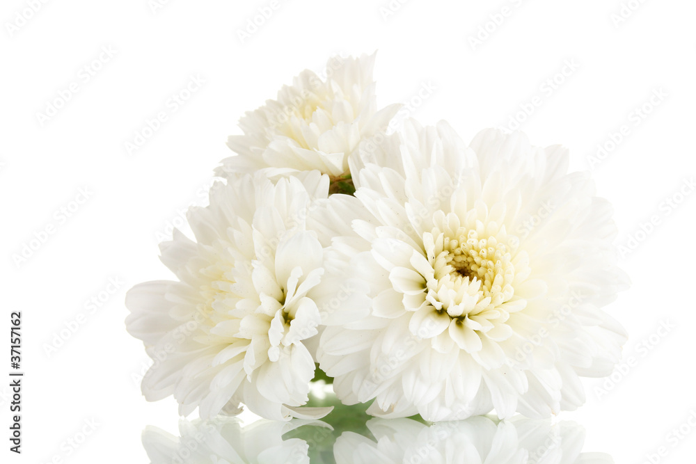 white chrysanthemums flowers isolated on white