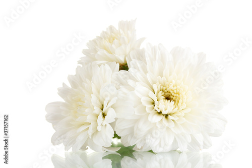white chrysanthemums flowers isolated on white