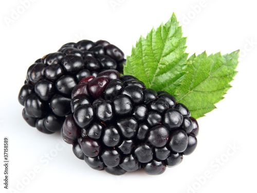 Fresh blackberry