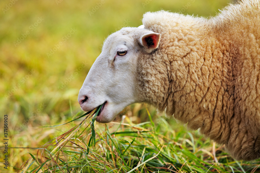 Fototapeta premium sheep feeding on long grass