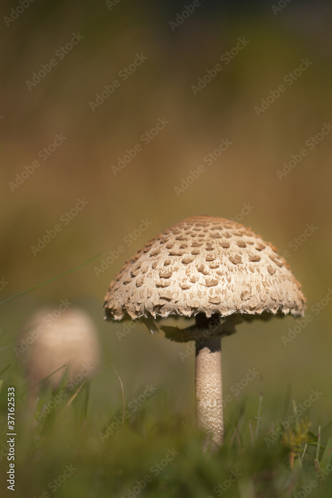 Champignon coulemelle, lépiote élevée Champignon coulemelle, lépiote élevée