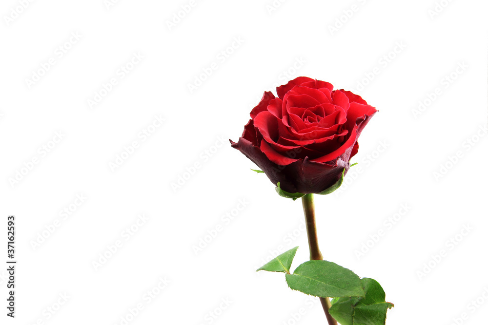 Rote Rose freigestellt Rote Rose freigestellt