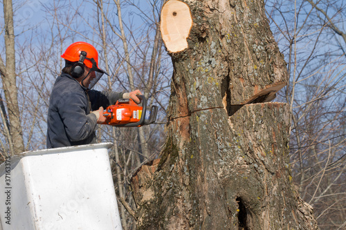 Tree Trimmer at Work