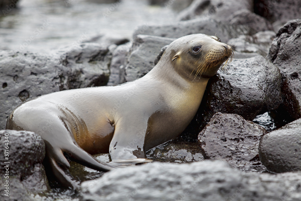 Fototapeta premium Sea lion colony