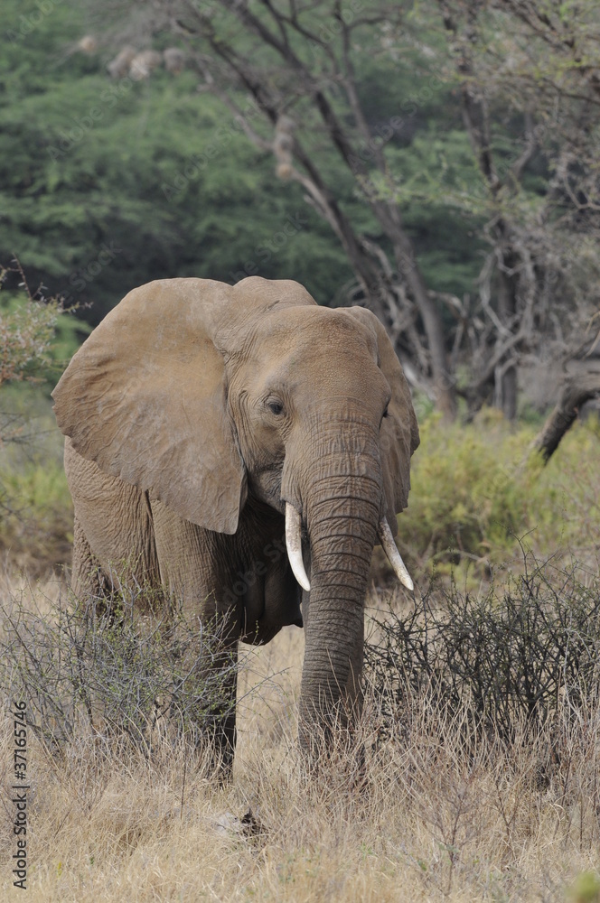 Fototapeta premium African bush elephant