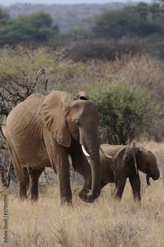 A mother elephant walks with her calf in Masai Mara