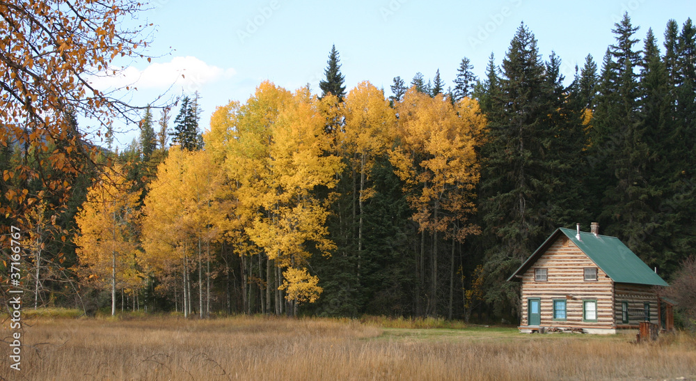 Log cabin in a forest Log cabin in a forest