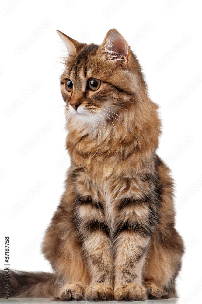 Obraz premium Cute cat