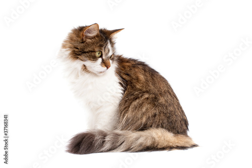 Fototapeta Naklejka Na Ścianę i Meble -  cat isolated over white background