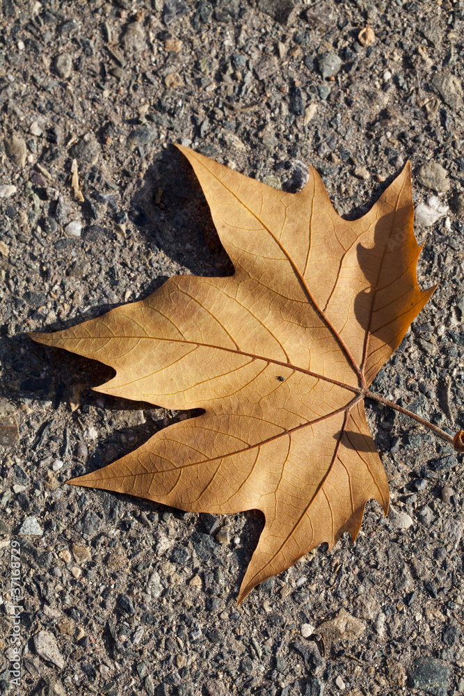 Single dried brown autumn leaf on road Single dried brown autumn leaf on road