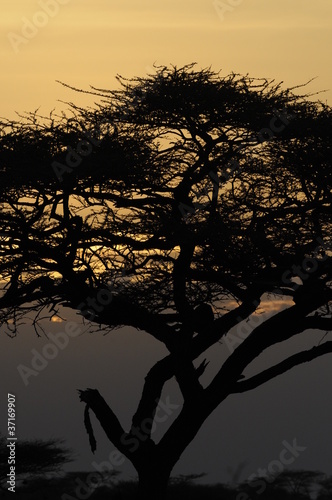 Silhouette of acacia tree at sunset