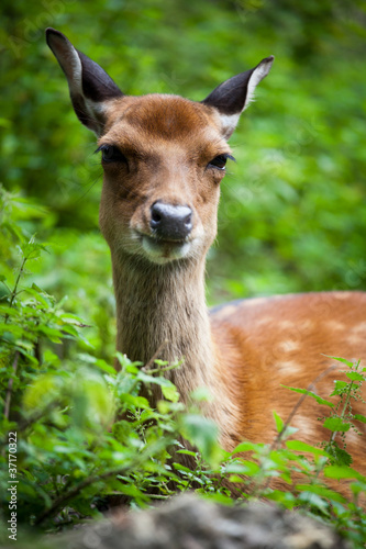 sika deer (lat. Cervus nippon) doe