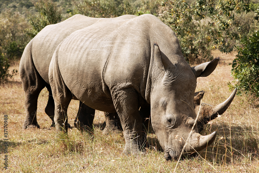Obraz premium White Rhinoceros on Masai Mara in Southwestern Kenya